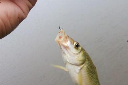 鲤鱼追星钓法怎么调鱼漂