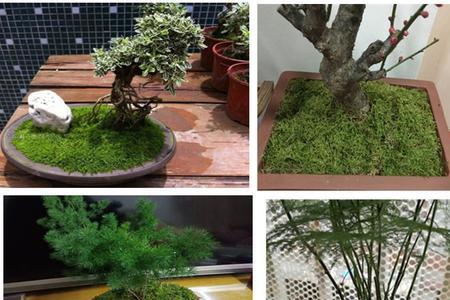 花盆青苔铺面哪种好