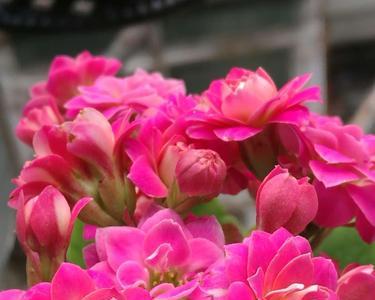 长寿花紫珍珠是什么叶子