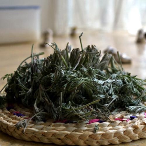 白蒿根什么季节收获最好