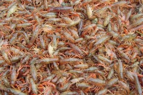虾饵有毒吗