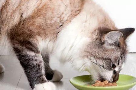 猫吃龙爪菊会怎么样