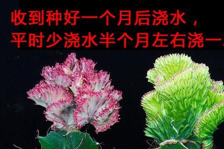 彩春风植物寓意