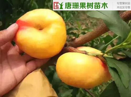 晚巨蟠与中秋巨蟠区别