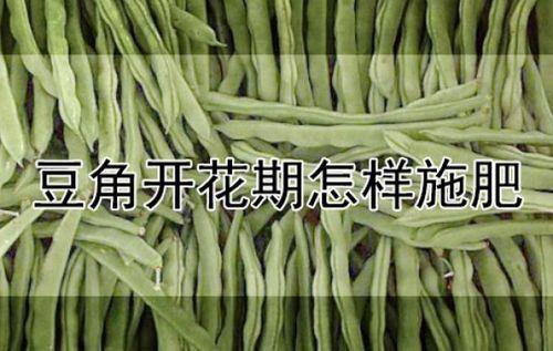 豆角花期前追尿素可以吗