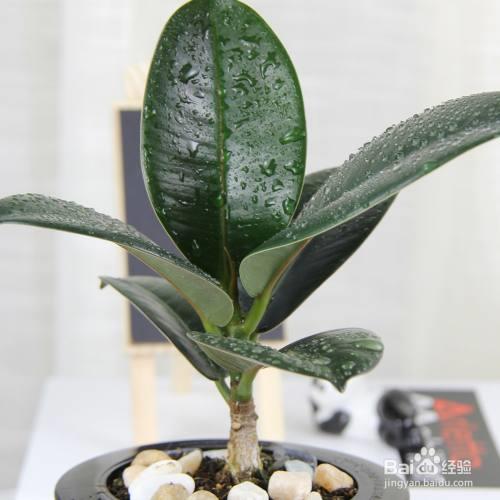 橡皮树停止生长怎么办