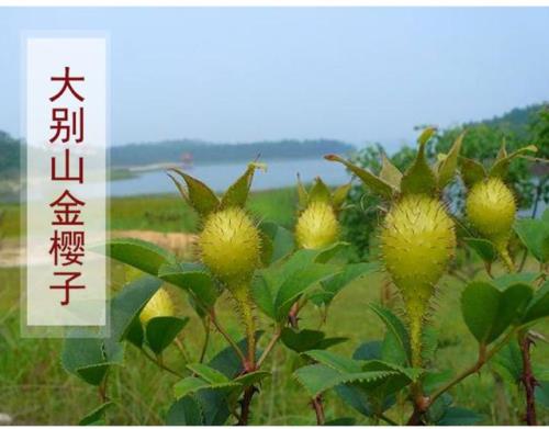 新鲜金樱子要蒸多长时间