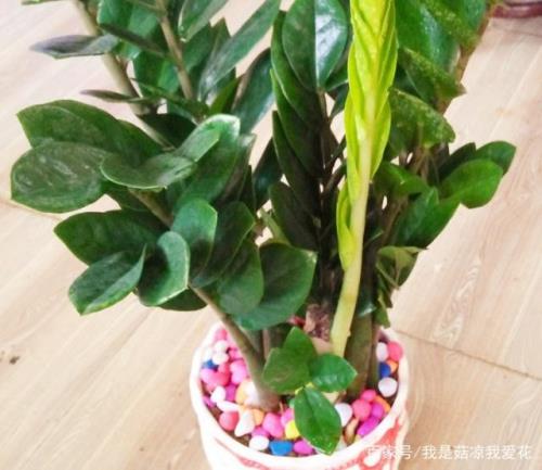 麦饭石可以栽发财树吗