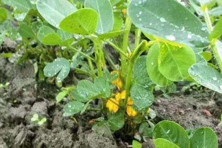 花生什么时候开的花无效