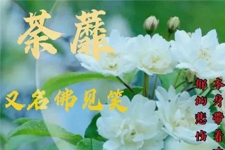榆树花网名寓意象征