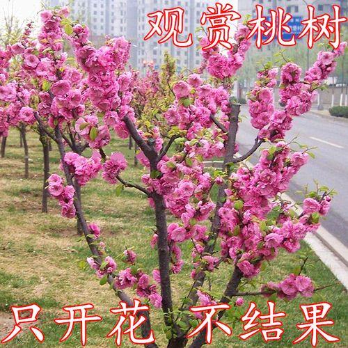 桃花种子什么时候播种