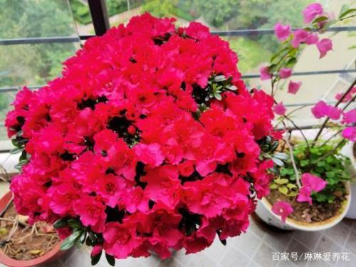 毛杜鹃春天发芽是花芽还是叶芽