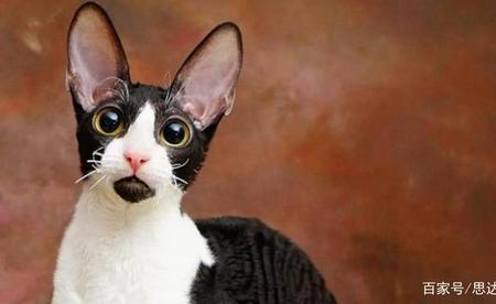耳朵长的猫咪什么性格