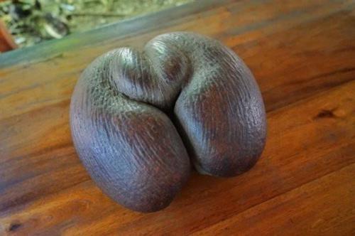 海椰子优缺点