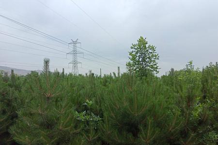 油松种植深度