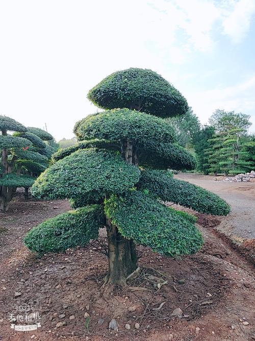 对节白蜡春天什么时候长叶子