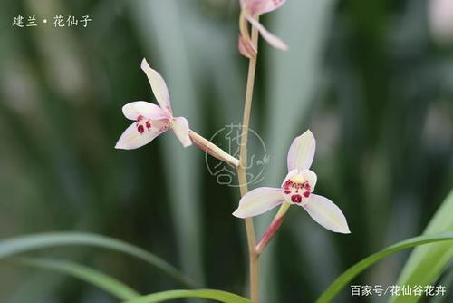 秀茁兰芽的出处解释