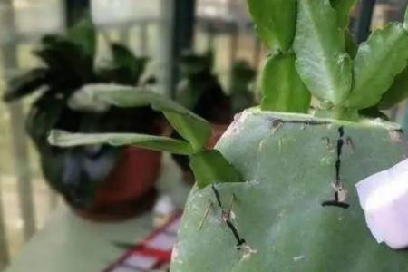 土豆嫁接蟹爪兰技巧