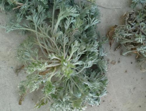 白蒿芽几月的最好
