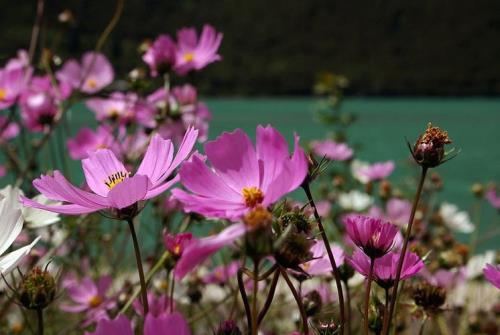 格桑花开花后能保留多久