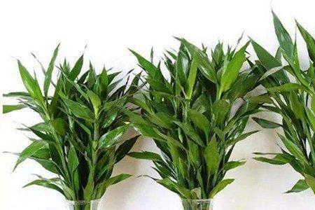 用啤酒瓶做容器养富贵竹可以吗