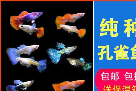 七彩鱼怀孕的特征