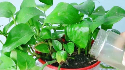 浇花肥屋子里臭怎么办