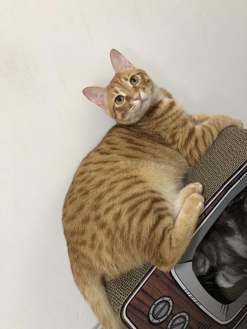 母橘猫胖吗