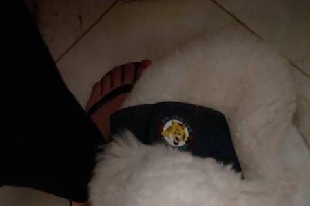 比熊多大毛会变硬