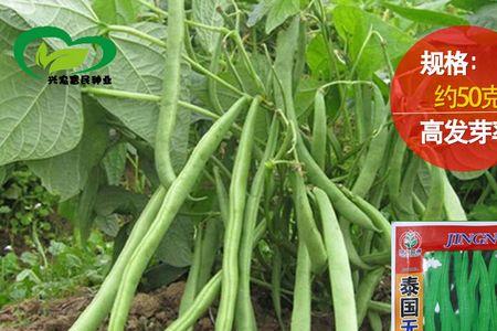 什么豆角种子最好