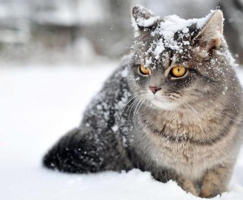 什么季节小猫多