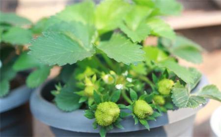 草莓怎么养才正确