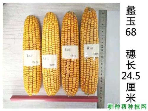 纪元168玉米种一亩地播种多少斤