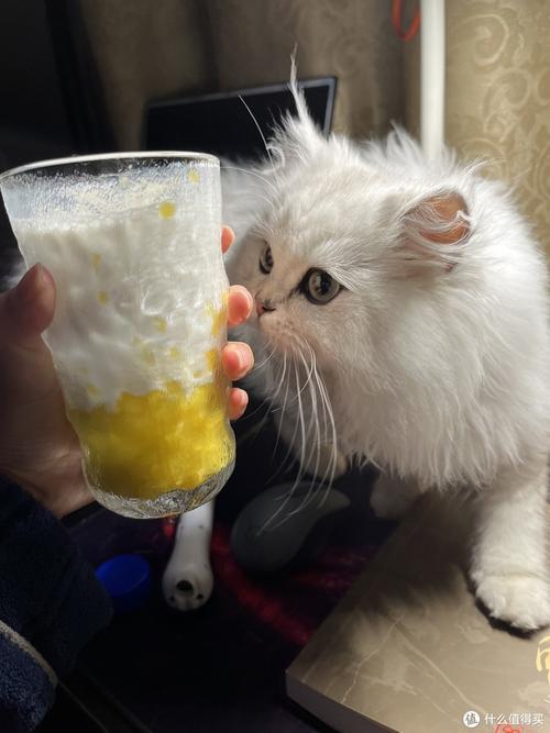 猫喝柠檬水吗