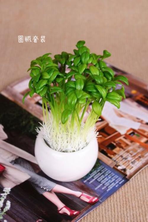 豆芽花什么