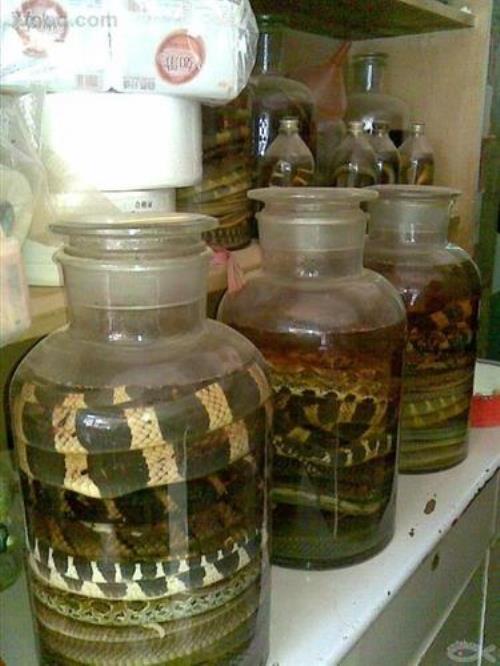 蛇酒怎么把蛇放进罐子里