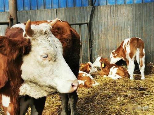 200牛等于多少吨