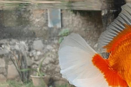 泰狮冬天需要加热棒吗