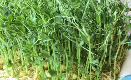 豌豆尖为什么不能连种