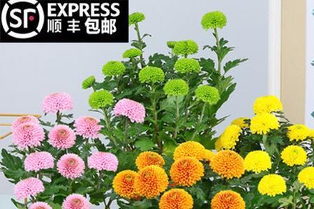 买菊花苗几月份买最好