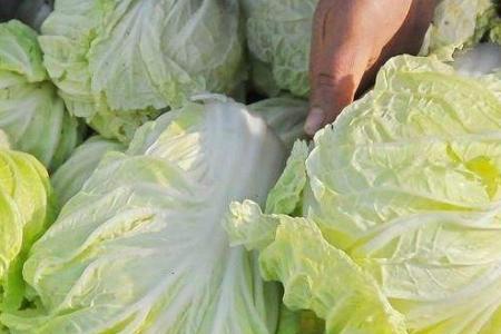 快菜白菜可以移栽吗