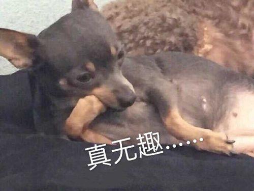 有趣的动物朋友文案