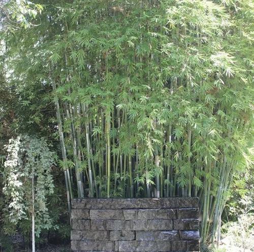 大门外对面栽竹子可以吗