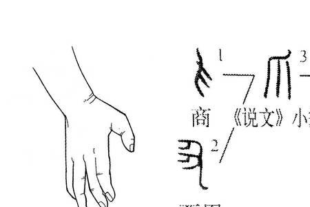 爪”字是什么结构