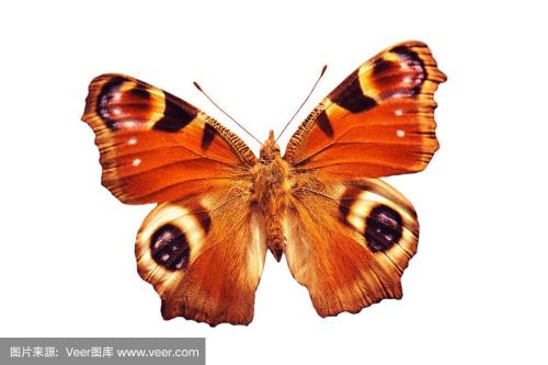 大孔雀蝶特点