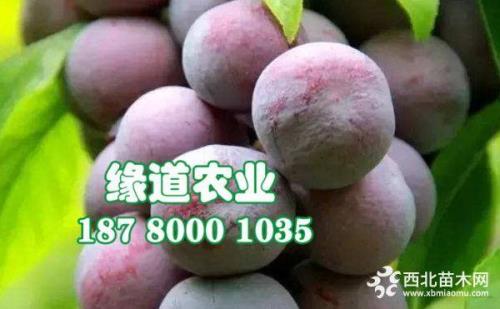 李子膨大用什么调节剂