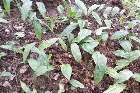 茨菇怎样存放时间长
