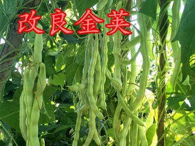 白色的短豆角种子好吗