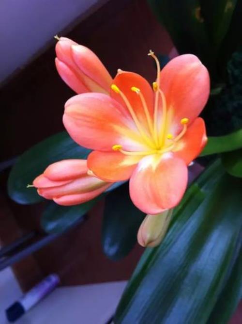 阴花和阳花哪个好