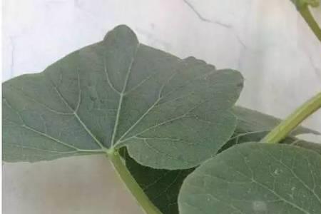 亚葫芦为什么光结雄花不结雌花